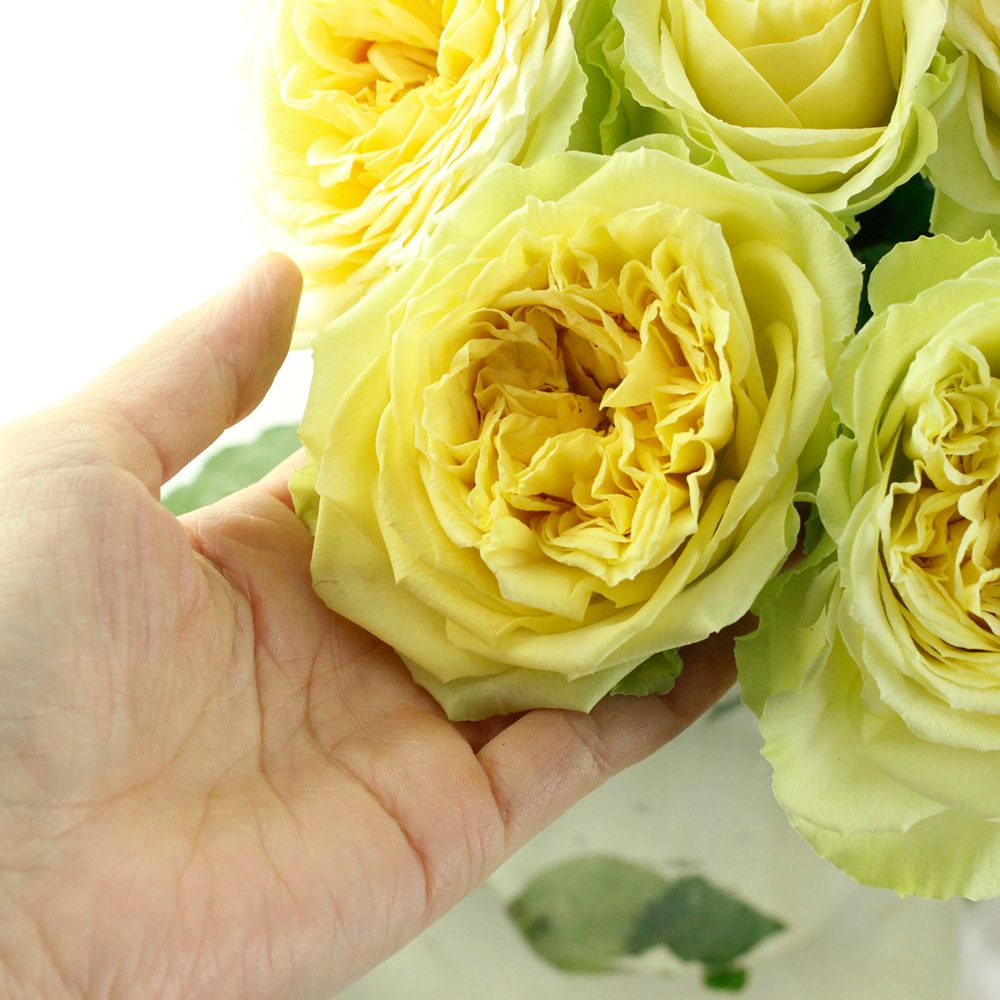 08直前SE】バラ アブセントインスプリング 30センチ 堀木バラ園【生花