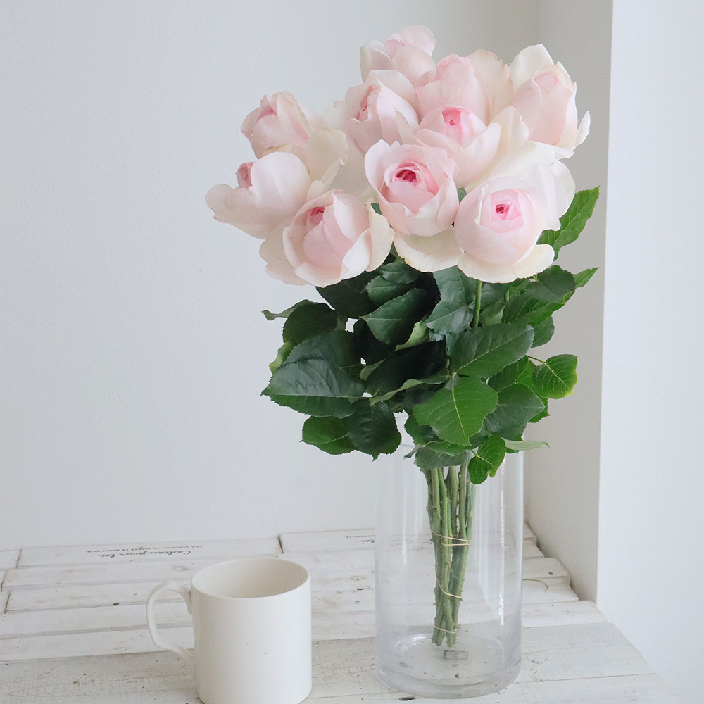 08直前!SE】バラ シャンテポー(ピンク) 増田ばら園 - 花材通販はなどん