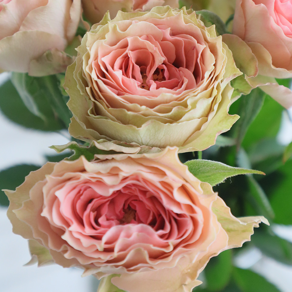 直前!!!】【後藤バラ園】バラ ラブロ(ピンク)【生花】 - 花材通販は