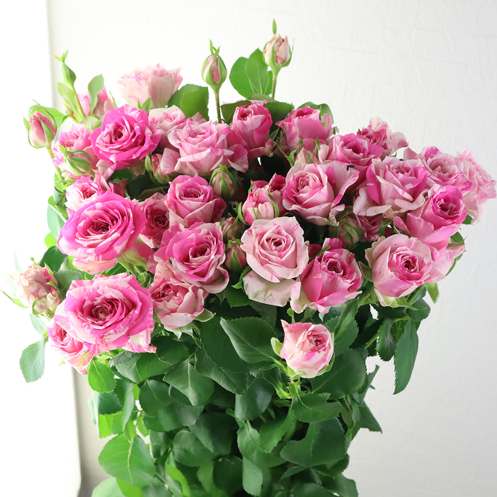 08直前!】SPバラ マジックソング+ ピンク絞り 40cm 國枝バラ園【生花