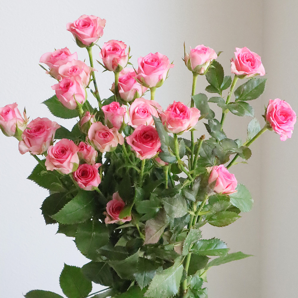 直前!】SPバラ トゥラララ(ピンク)60cm程度 - 花材通販はなどんやアソシエ