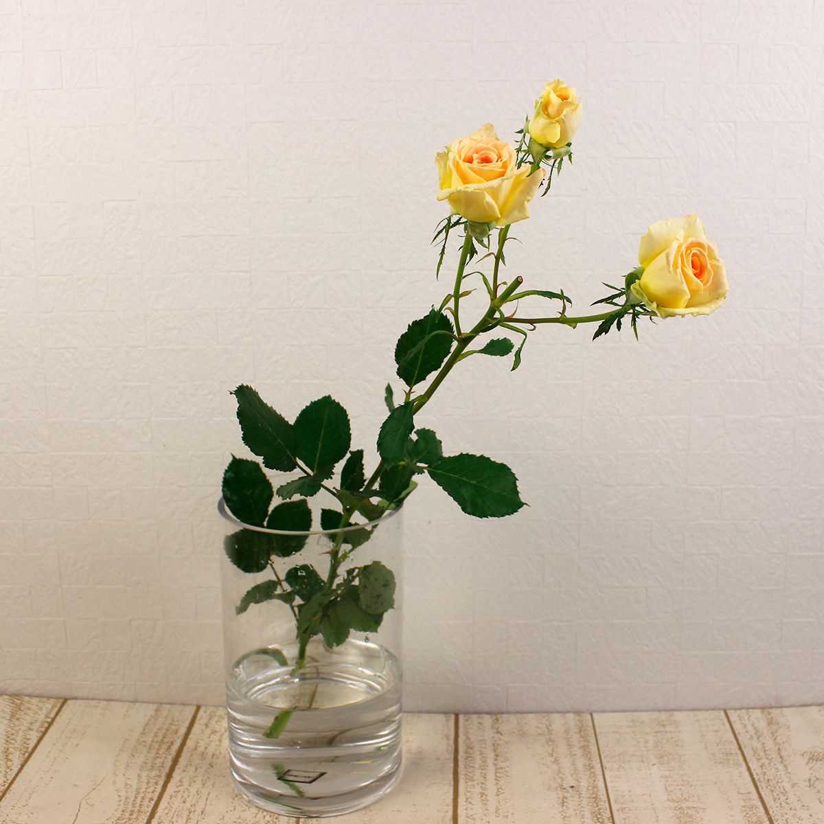 08直前】SPバラ シトラスジュエル JAひまわり 70cm- 香よし! 【生花