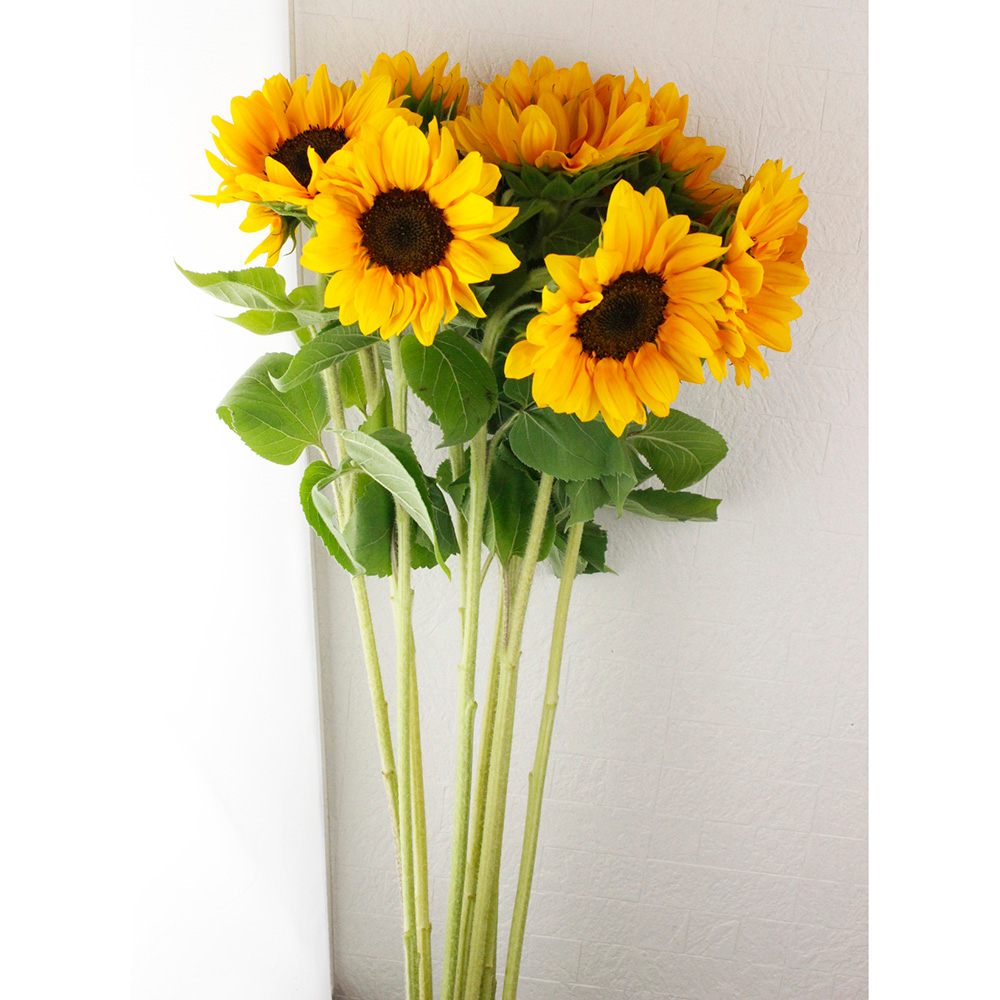 直前!】ヒマワリ オレンジ芯黒(φ約7〜10cm程度) - 花材通販はなどんや