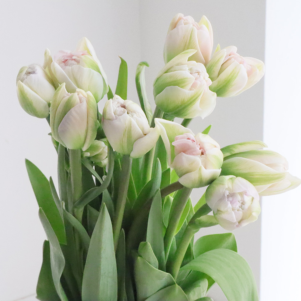 生花】チューリップ アンジェリケ(ピンク八重)【OT】 - 花材通販はなど