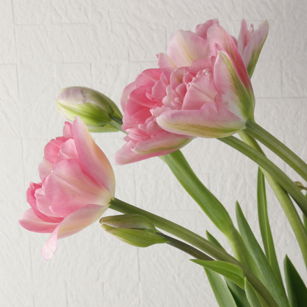 08直前!】チューリップ プリンセスアンジェリケ(ピンク系)【生花