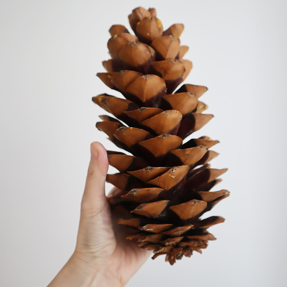 ドライ/即納】【P3-25】J・flow/ジャイアントコーン 巨大松ぼっくり