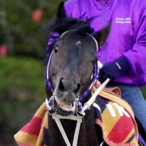 2002年皐月賞馬、ノーリーズン死す 25歳 通算12戦3勝：中日スポーツ