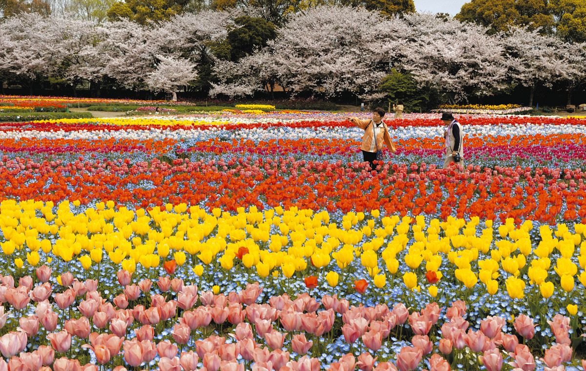 春らんまん「なばなの里」でチューリップ見頃 桜やネモフィラと競演