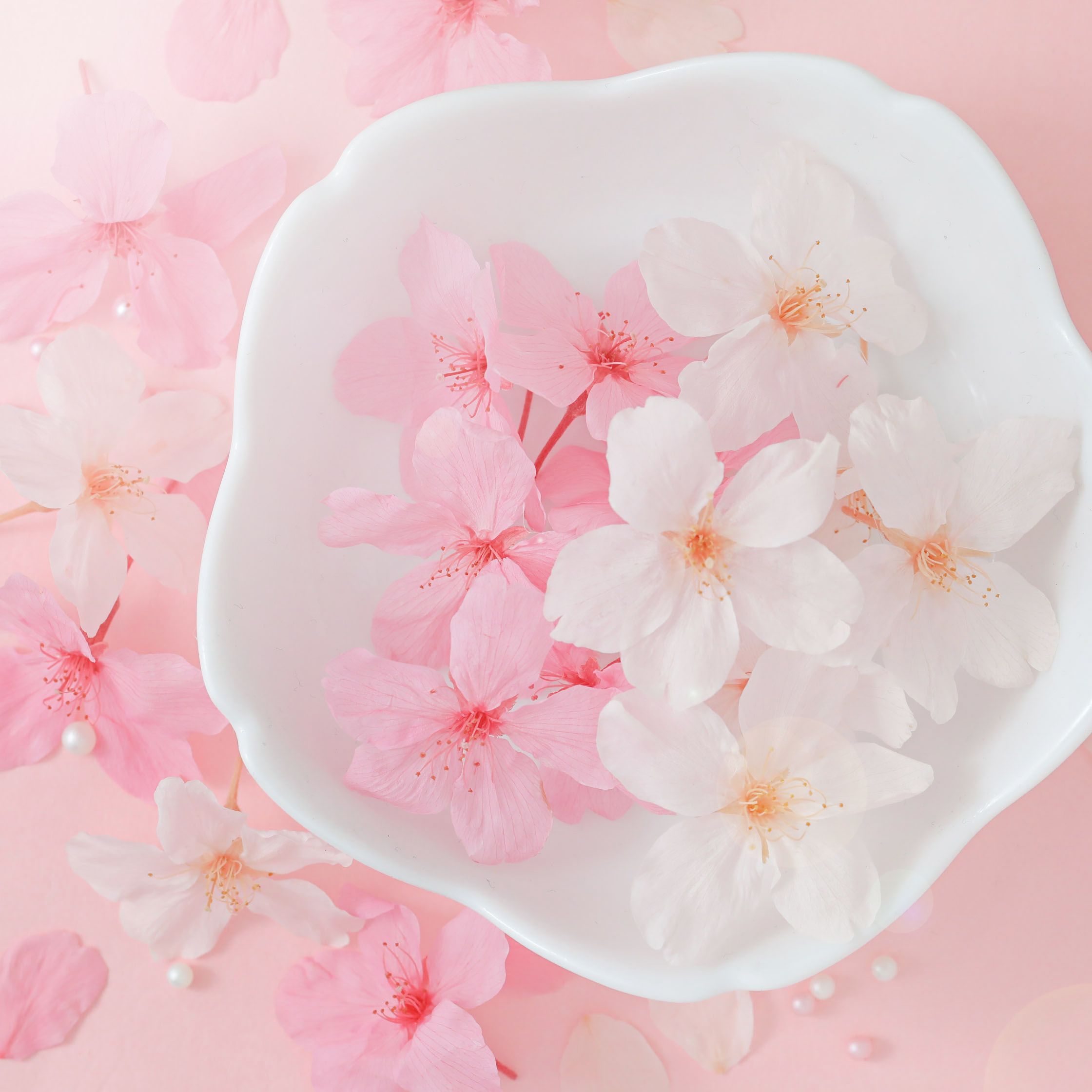 桜の花びら 6枚入り さくら プリザーブドフラワー | クロッチャショップ