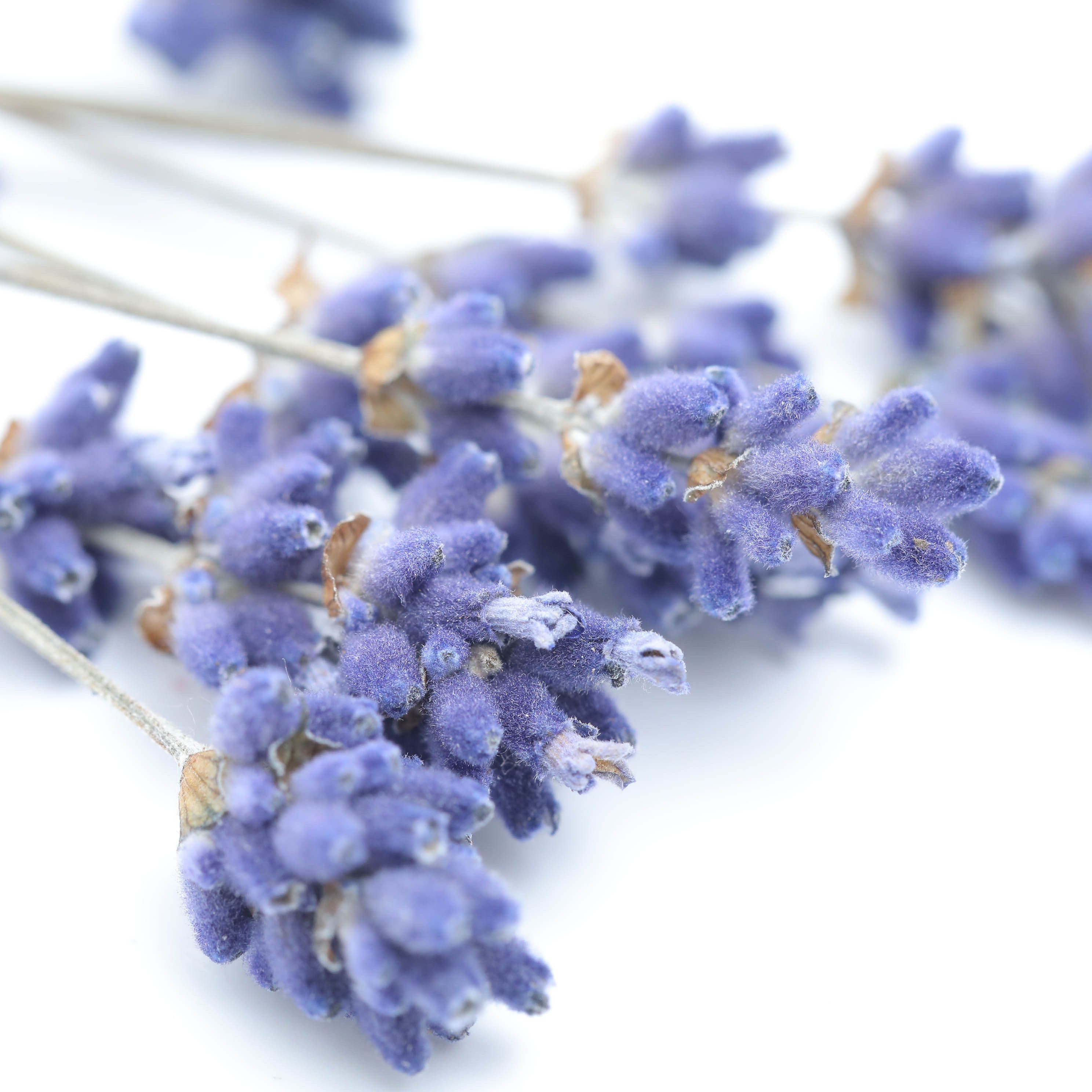 小分け】ラベンダー ドライフラワー 大地農園 | クロッチャショップ