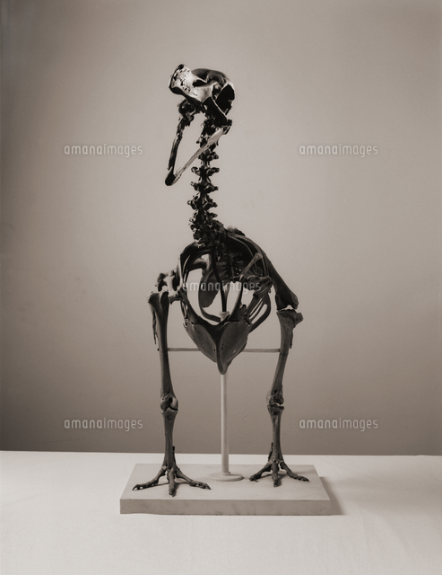 ドードーの骨格 絶滅種[20047001729]の写真・イラスト素材｜アマナ