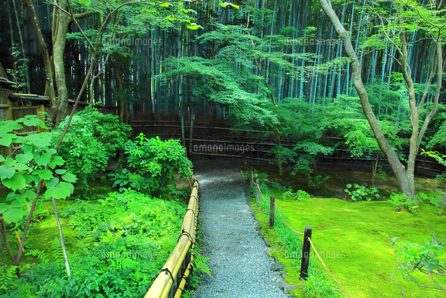 夏の祇王寺の苔庭[26121044975]の写真・イラスト素材｜アマナイメージズ