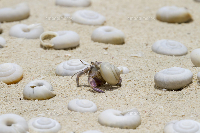 南島のヒロベソカタマイマイ[32282003103]の写真・イラスト素材