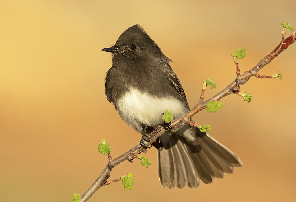 Black Phoebe (Sayornis nigricans) · iNaturalist