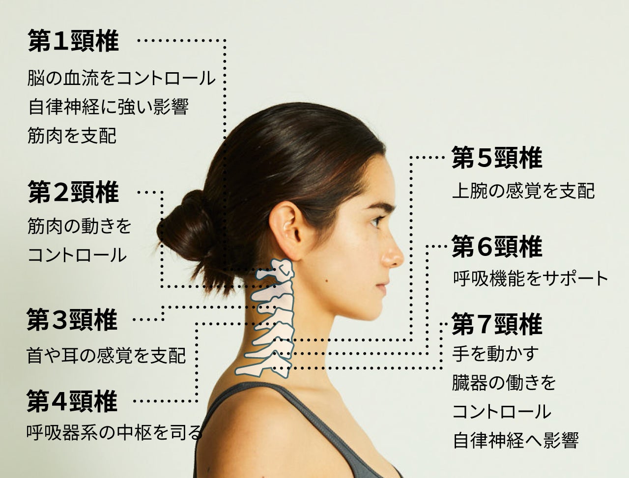 ブレインスリープピローから新ライン！スマホ・PCで首を酷使する現代人