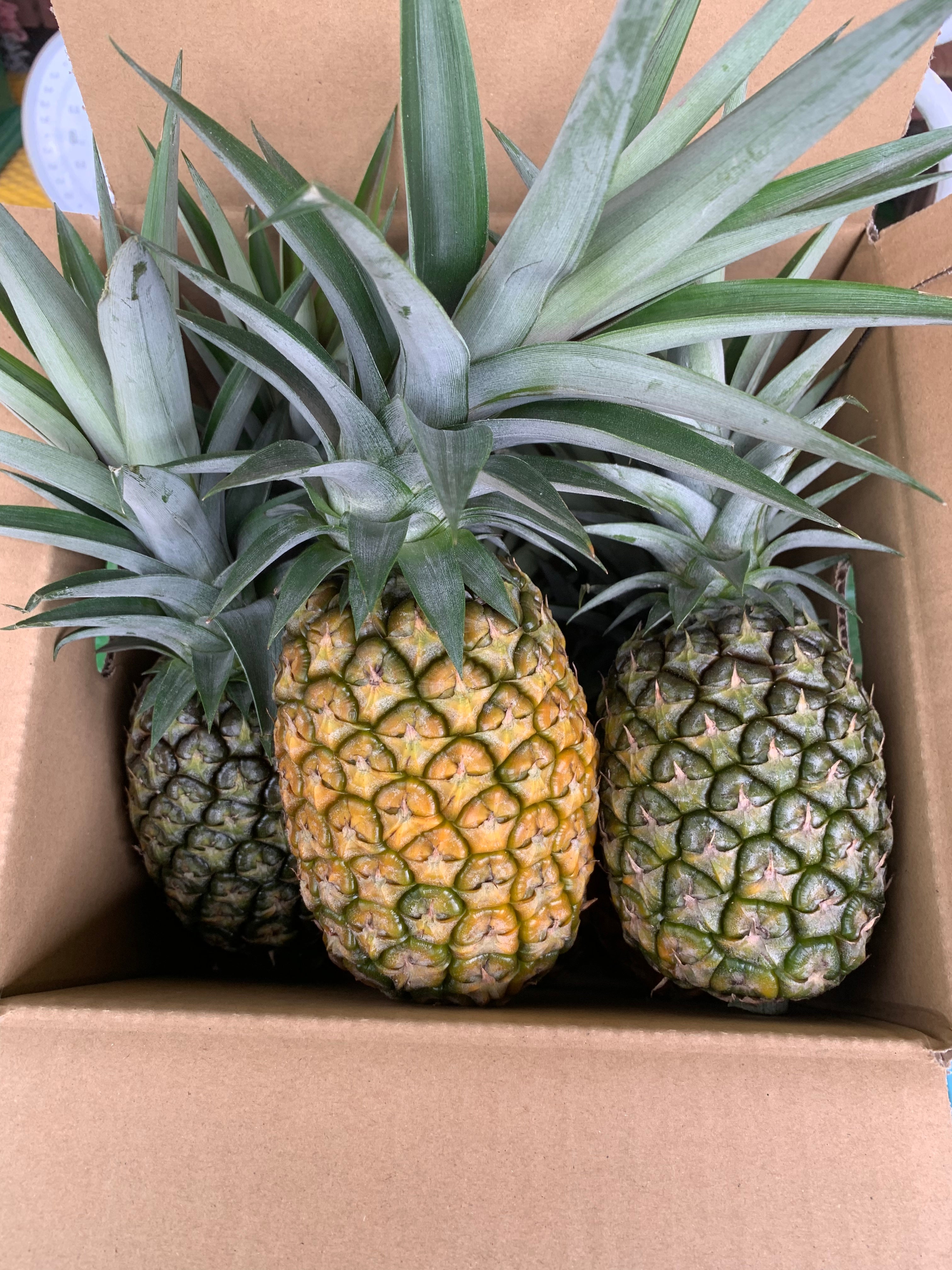 石垣島産「極上パイナップル」第二弾！甘くてジューシーな果肉が貴方を