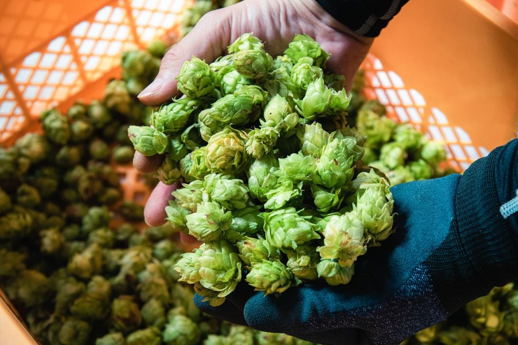 南阿蘇村から世界へ。純国産クラフトビール作りの挑戦。』｜マクアケ