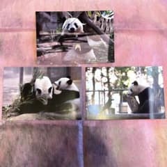 レア⭐︎非売品⭐︎上野動物園・パンダ・シャオシャオ・レイレイ