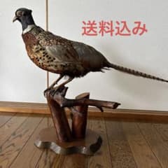 剥製 キジ - メルカリ