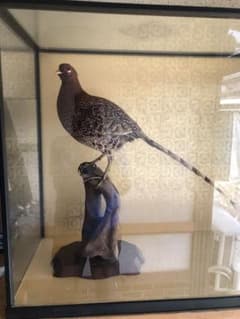 m66891814350_1.jpg?1712466852