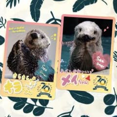 鳥羽水族館】70周年記念 コレクションカード キラ メイ ノーマルカード