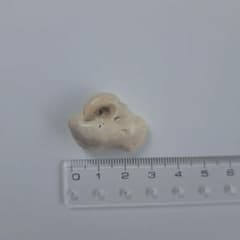 イルカの耳骨【大きさ2.7㎝ ③】 - メルカリ