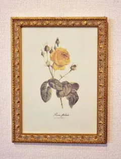 2026年最新】ルドゥーテコレクションの人気アイテム - メルカリ