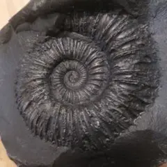 2026年最新】ネパール アンモナイトの人気アイテム - メルカリ