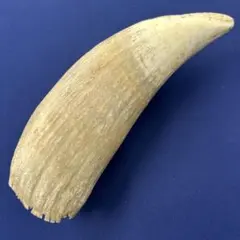 2026年最新】鯨の牙の人気アイテム - メルカリ