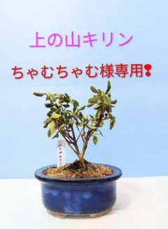 2026年最新】皐月盆栽の人気アイテム - メルカリ