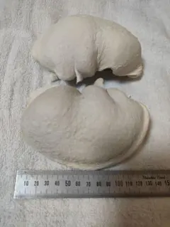 2026年最新】クジラの耳骨の人気アイテム - メルカリ