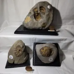 2026年最新】アンモナイト 化石 北海道の人気アイテム - メルカリ