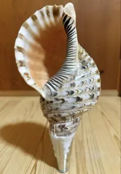 2026年最新】法螺貝 和楽器の人気アイテム - メルカリ