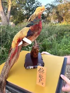 2026年最新】錦鶏鳥剥製の人気アイテム - メルカリ