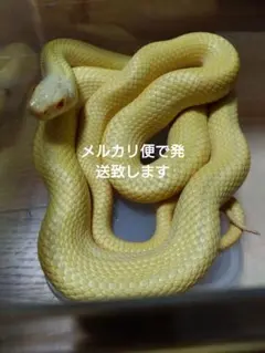 2026年最新】アオダイショウ 抜け殻の人気アイテム - メルカリ