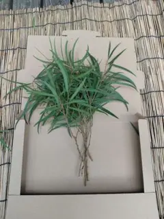 2026年最新】acacia confusaの人気アイテム - メルカリ