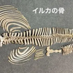 2026年最新】イルカ椎骨の人気アイテム - メルカリ