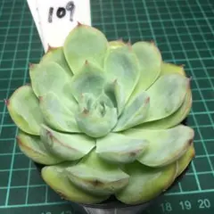 2026年最新】no2144の人気アイテム - メルカリ