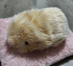 2026年最新】CASIO ぬいぐるみ本体の人気アイテム - メルカリ