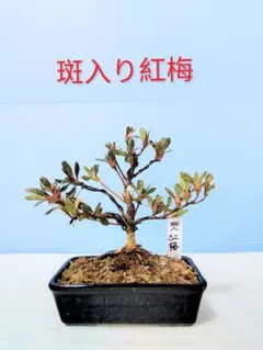 2026年最新】皐月 盆栽の人気アイテム - メルカリ