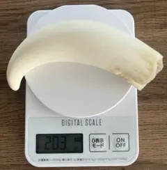 2026年最新】マッコウクジラ 牙の人気アイテム - メルカリ