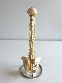 2026年最新】骨格模型 ドイツ製の人気アイテム - メルカリ