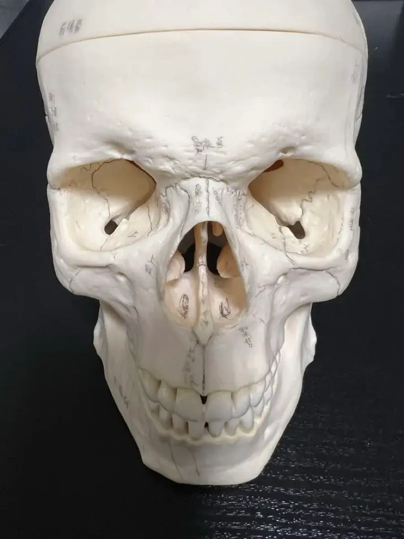 2026年最新】somso 模型の人気アイテム - メルカリ