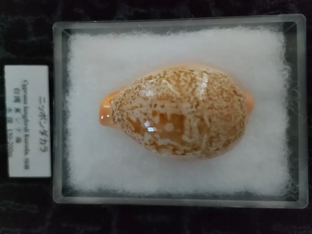 2026年最新】貝標本 ダカラの人気アイテム - メルカリ