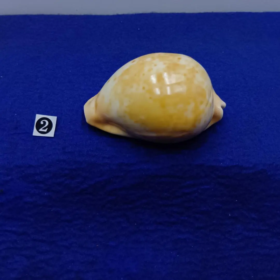 2026年最新】貝標本 ダカラの人気アイテム - メルカリ