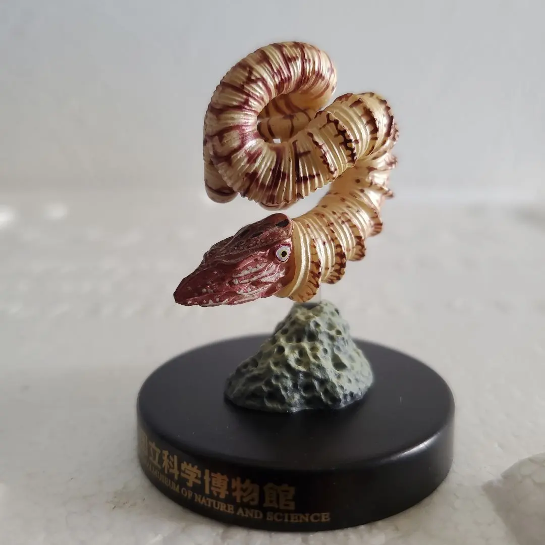 2026年最新】異常巻きアンモナイトの人気アイテム - メルカリ