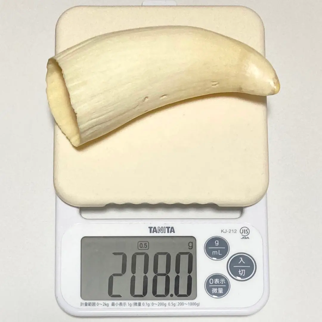 2026年最新】マッコウクジラ 歯 牙の人気アイテム - メルカリ