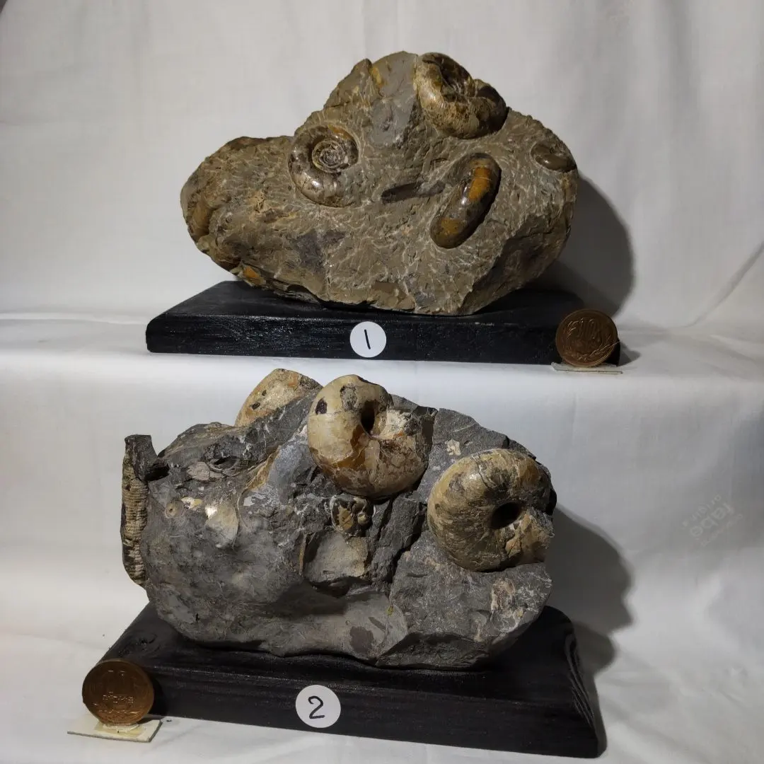 2026年最新】異常巻きアンモナイトの人気アイテム - メルカリ