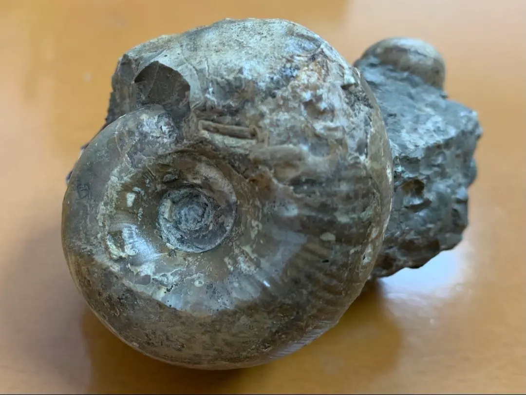 2026年最新】北海道産アンモナイトの人気アイテム - メルカリ