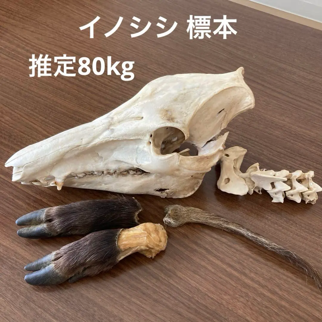 2026年最新】イノシシ 頭骨の人気アイテム - メルカリ